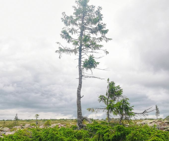 Old Tjikko Fulufjället Njupeskär Äldsta trädet högsta fallet